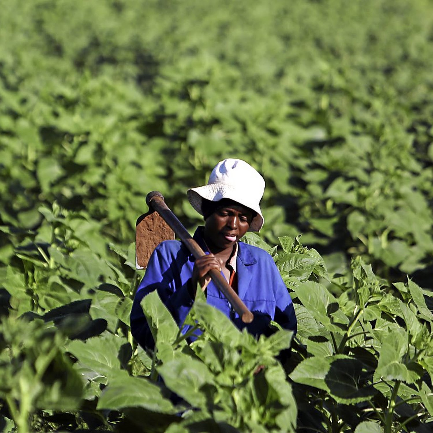 10 FEBRUARY, 2017. Farm workers are seen working the fields.  Bekendvlei Farm in the North West. It was bought by the government a number of years ago and mismanaged. It is now back to its former glory after a new manager started there. PHOTOGRAPH: ALON SKUY